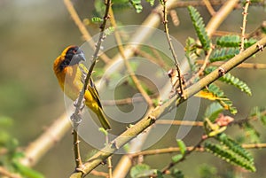 Village Weaver - Ploceus cucullatus