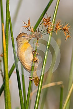 Village Weaver - Ploceus cucullatus