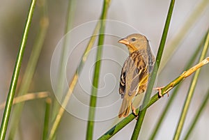 Village Weaver - Ploceus cucullatus