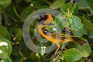 Village Weaver - Ploceus cucullatus