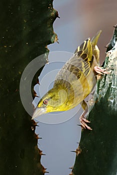 The village weaver (Ploceus cucullatus)