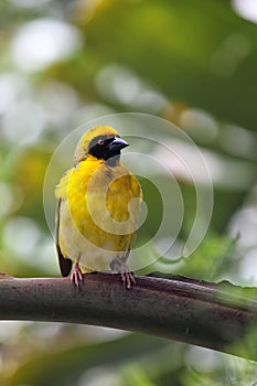 Village Weaver (Ploceus cucullatus)