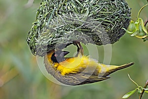 Village Weaver (Ploceus cucullatus)