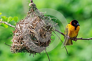 Village Weaver (Ploceus cucullatus)