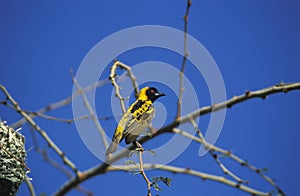 VILLAGE WEAVER ploceus cucullatus, ADULT STANDING NEAR NEST, KENYA