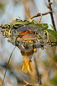 The village weaver Ploceus cucullatus, also known as the spotted-backed weaver or black-headed weaver building up a nest at