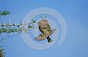 Village Weaver, ploceus cucullatus, Female in Flight at Nest, Tanzania