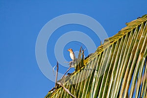 Village Weaver Ploceus cucullatus in its natural habitat