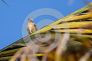 Village Weaver Ploceus cucullatus in its natural habitat