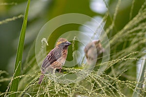 Village Weaver Ploceus cucullatus in its natural habitat