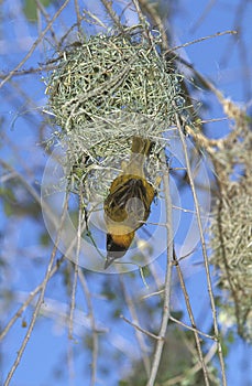 Village Weaver, ploceus cucullatus, Male building Nest, Samburu Park in Kenya