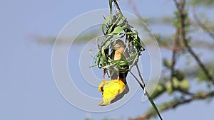 Village Weaver, ploceus cucullatus, Male and Female standing on Nest, Bogoria Park in Kenya,