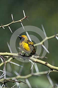 VILLAGE WEAVER ploceus cucullatus, MALE STANDING ON ACACIA BRANCH, KENYA