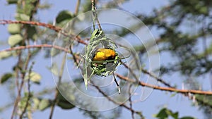Village Weaver, ploceus cucullatus, Male working on Nest, Bogoria Park in Kenya,