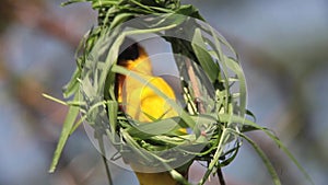 Village Weaver, ploceus cucullatus, Male working on Nest, Bogoria Park in Kenya,