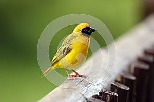 The village weaver Ploceus cucullatus, or spotted-backed weaver or black-headed weaver is sitting on the reed with green