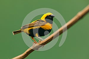 Village Weaver, Ploceus cucullatus, yellow and black bird from Uganda, Africa. Wildlife scene from nature. Weaver sitting on the t photo