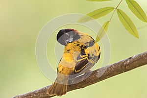 Village weaver or spotted-backed weaver or black-headed weaver photo