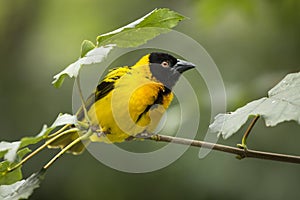 The Village Weaver Textor cucullatus.