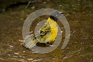 The Village Weaver Textor cucullatus.