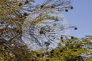 Village Weavers (Ploceus cucullatus) with their nests on Naivasha lake, Ken