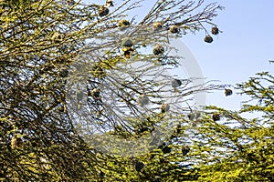 Village Weavers (Ploceus cucullatus) with their nests on Naivasha lake, Ken