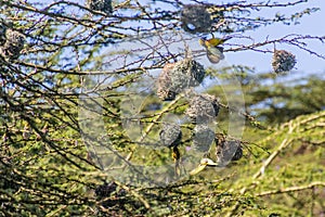 Village Weavers (Ploceus cucullatus) with their nests on Naivasha lake, Ken
