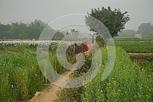 Village woman at field of mustard plants,genera Brassica and Sinapis, the mustard family.