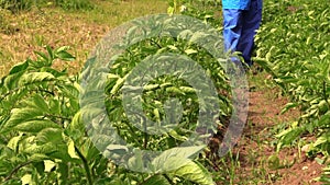 Villager farmer man in blue pants spray potato plants beds