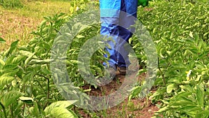 Villager farmer man in blue pants spray potato plants beds
