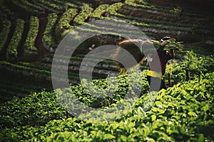 Villager inchiangmai  northern of thailand working in strawberry farm photo
