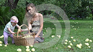 Villager woman in dress and her one year old baby daughter picking apples to wicker basket. 4K