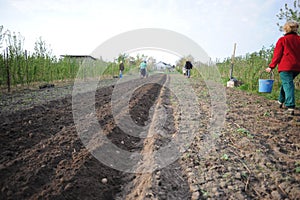 Villagers cultivating potatoes on a fresh plowed field