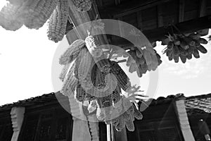 Villagers drying corn under the eaves, black and white image