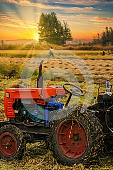 Villagers harvest rice during a beautiful sunset in northeast China. photo