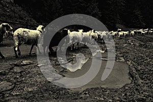 Villagers herding sheep