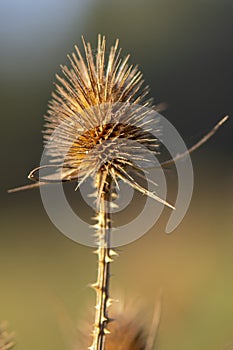 Villi bristle dried flower,  fuller`s villi, a dry plant on a neutral background.