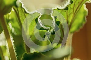 Villi of green leaves of a flower against the setting sun. Macro photography.