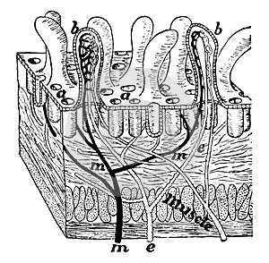 Villi of the Intestine, vintage illustration