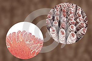 Villi of small intestine