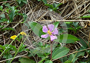 Viloet flower of Geranium pratense.
