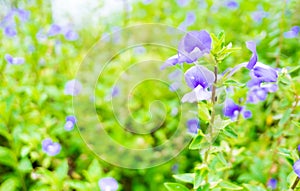 Vilolet flower field,nature background