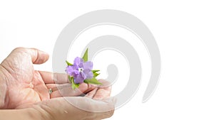 vilolet flower and green leaves on hands isolate white as background