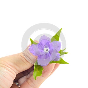 vilolet flower and green leaves on hands isolate white as background