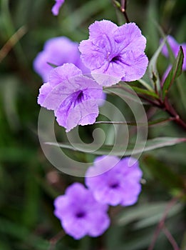 Vilolet flowers