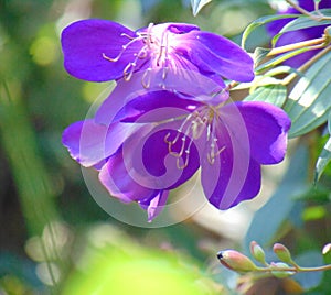 Vilot gardenfresh flower