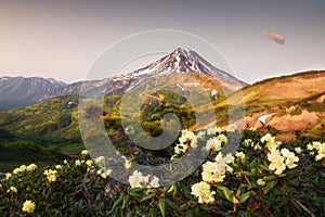 Vilyuchinsky volcano and blooming yellow rhododendrons. Kamchatka, Russia photo