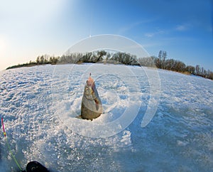 Vimba fishing fish-eye lens