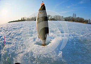Vimba fishing fish-eye lens