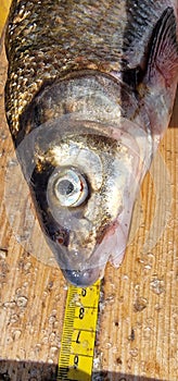 Vimba vimba, called also the vimba bream, vimba, zanthe, or zarte